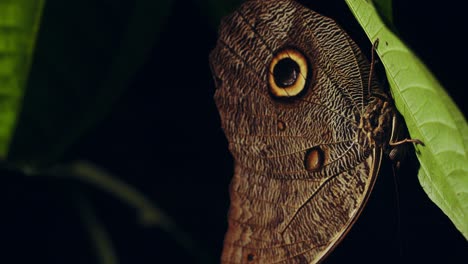 Mariposa-Búho-Sentada-Bajo-Una-Hoja-En-Su-Brillante-Y-Sorprendente-Diseño-De-Ojo-De-Búho-En-El-Ala-Inferior