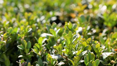 primer plano de plantas verdes vibrantes a la luz del sol