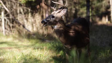 deer-buck-lifts-head-while-chewing-on-grass-slomo