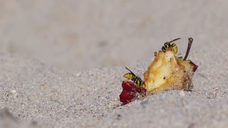 primer plano de tres avispas compartiendo restos de manzana en la playa de arena