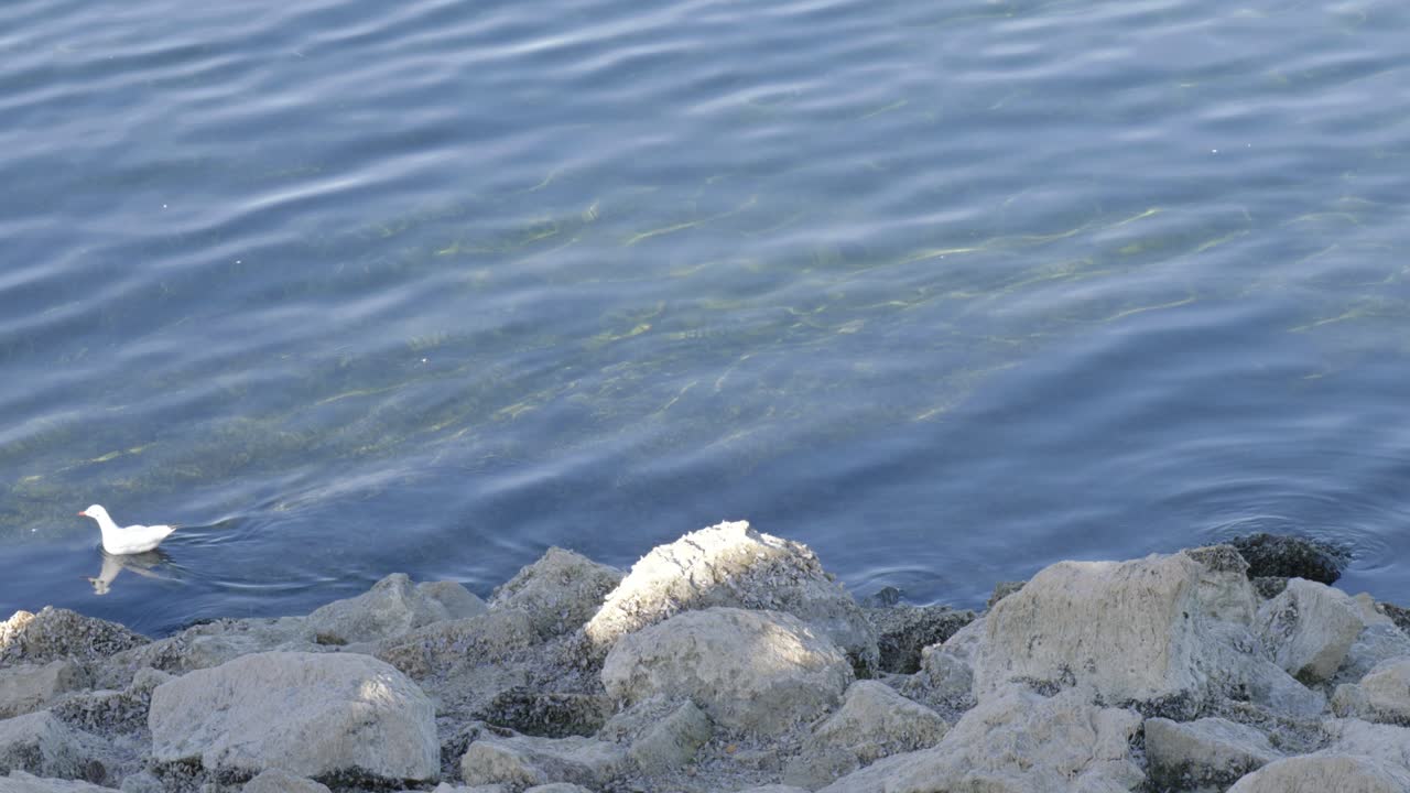 Serene bird gliding on Rutland waters near rocky shore