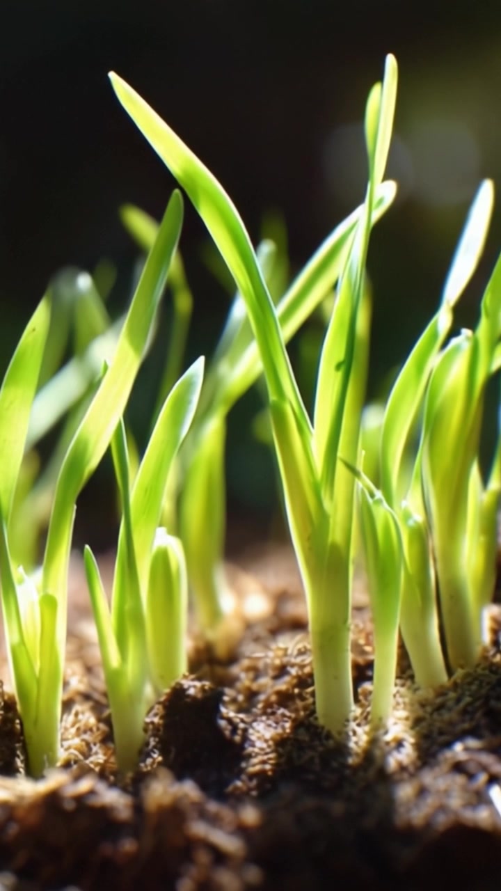 Germogli di un verde vivace che spuntano da un terreno ricco sotto la luce del sole, mettendo in risalto la bellezza del processo di crescita e rinnovamento della natura in un ambiente caldo e accogliente.