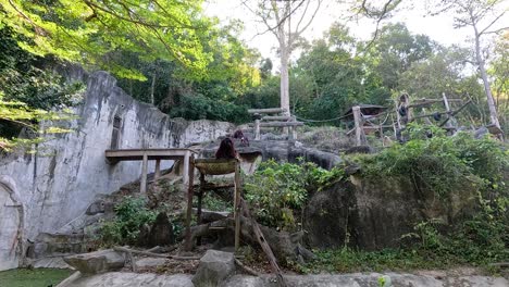 orangután explorando el recinto en el zoológico de khao kheow