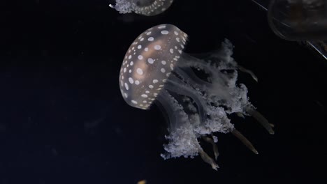 spotted jellyfish pulsating through dark ocean waters