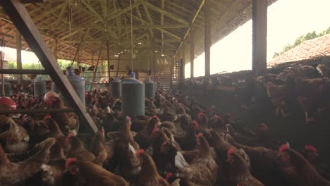 Vista-De-Caminata-De-Pollo-De-Corral-Dentro-De-Un-Gallinero-Con-Muchos-Pollos-Felices---Brasil