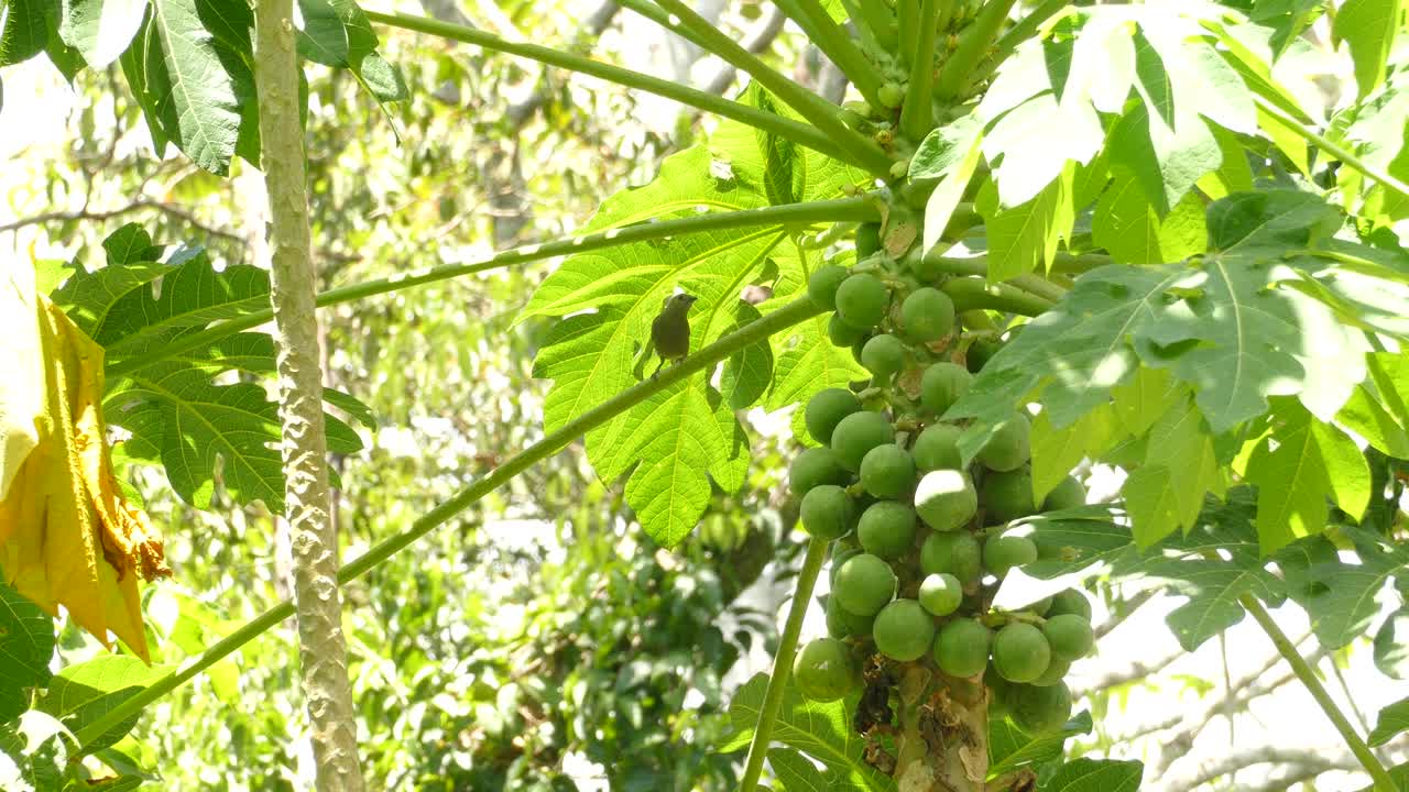 정글 가지에 앉아 있는 장엄한 열대 새, 활기찬 정적 전망
