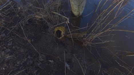 a rotten tree stump next to a flooded river