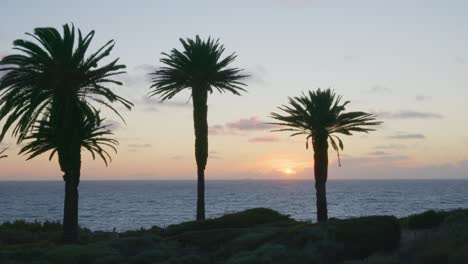 sun setting into ocean behind clouds, with palm branches waving in breeze and distant cargo ship on horizon