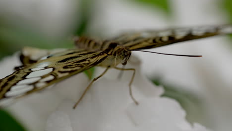 macro details shot of wild butterfly with yellow black eyes resting on white flower in wildlife