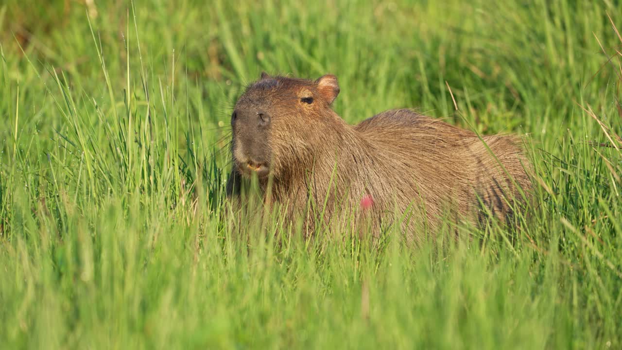 Static view of capybara resting in lush tall grass facing the camera, in Parque Nacional Ibera, Corrientes, Argentina