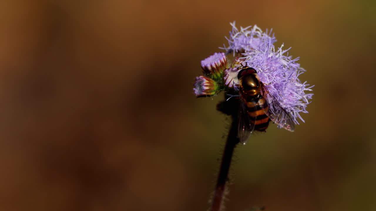 Detailed closeup footage capturing a eupeodes hoverfly demonstrating natural pollination behavior on ageratum conyzoides wildflowers in himachal pradesh, india