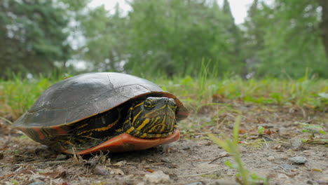 tortuga emergiendo de su caparazón saliendo del marco