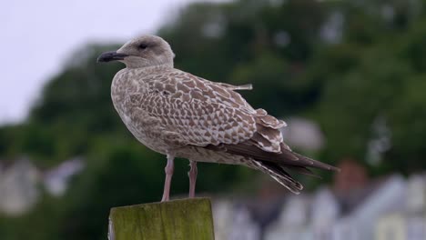 gaviota juvenil donde se posan en un puesto en looe en cornualles, inglaterra, reino unido.