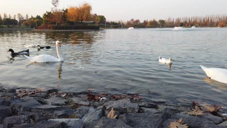 Einige-Enten-Und-Schwäne-In-Einem-See