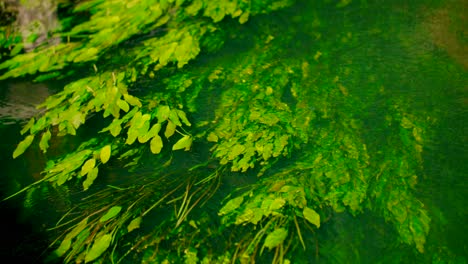 Plantas-Acuáticas-Flotando-Refractadas-Bajo-La-Superficie-Del-Agua-Limpia