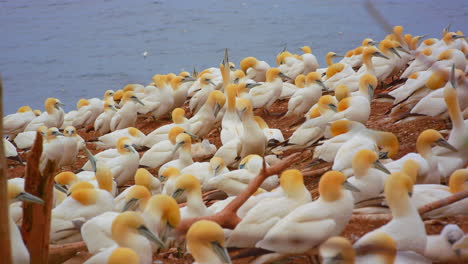 Northern-gannets-birds-grouping-in-nesting-colony-near-cliff,-slow-motion,-Quebec