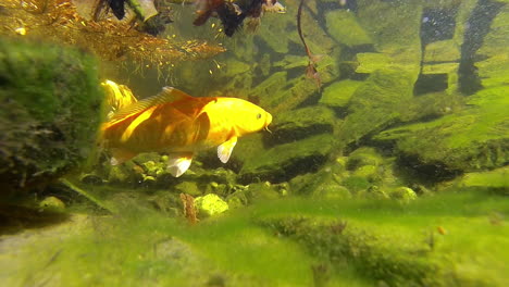 Krebse-Kriechen-Am-Teichboden-Entlang-Und-Verscheuchen-Koi-Fische