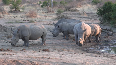 a crash of southern white rhino hanging out near a water source in the late afternoon