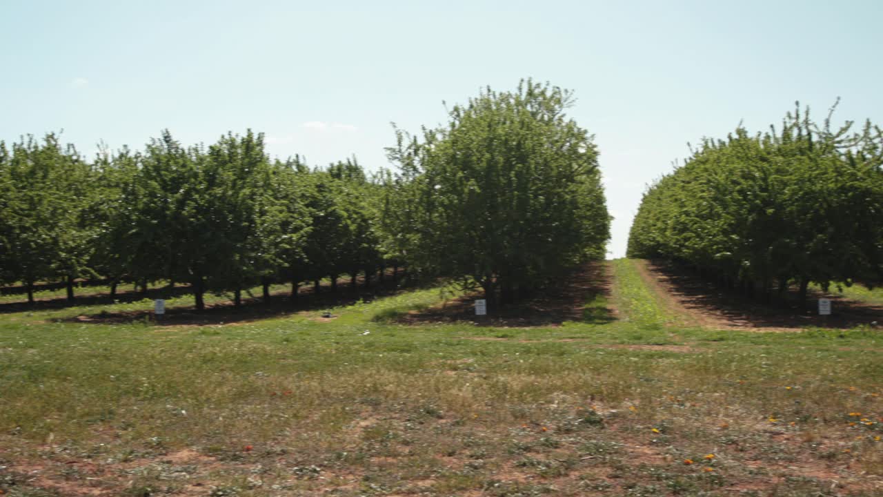 Pan over de amandelboomgaard