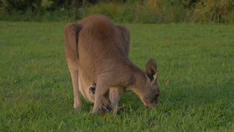 Östliche-Graue-Känguru-Mutter-Mit-Joey-Auf-Beutel,-Die-Gras-Auf-Dem-üppigen-Feld-Frisst---Macropus-Giganteus,-Der-Körper-Kratzt---Goldküste,-Qld,-Australien