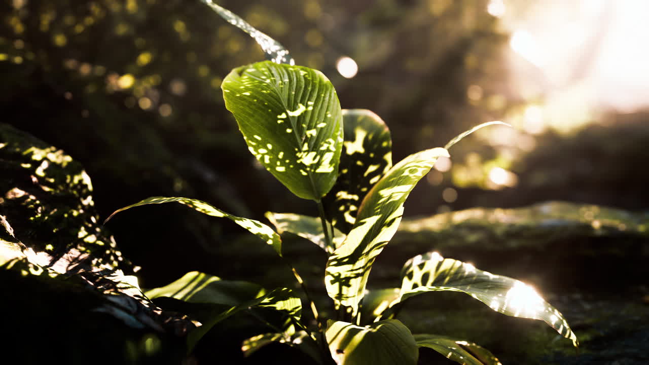 빛 아래의 초록색 잎의 클로즈업