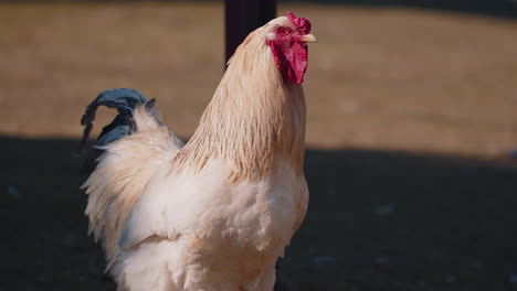 Freilandhaltung,-Ein-Großes-Weißes-Haushahnhuhn-Auf-Einem-Kleinen-Ländlichen-Ökobauernhof,-Henne-Blickt-In-Die-Kamera