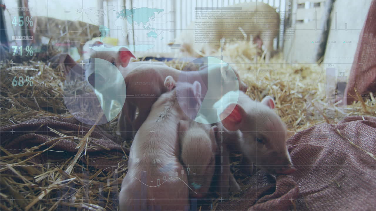 돼지를 대상으로 한 금융 데이터 처리 활성화