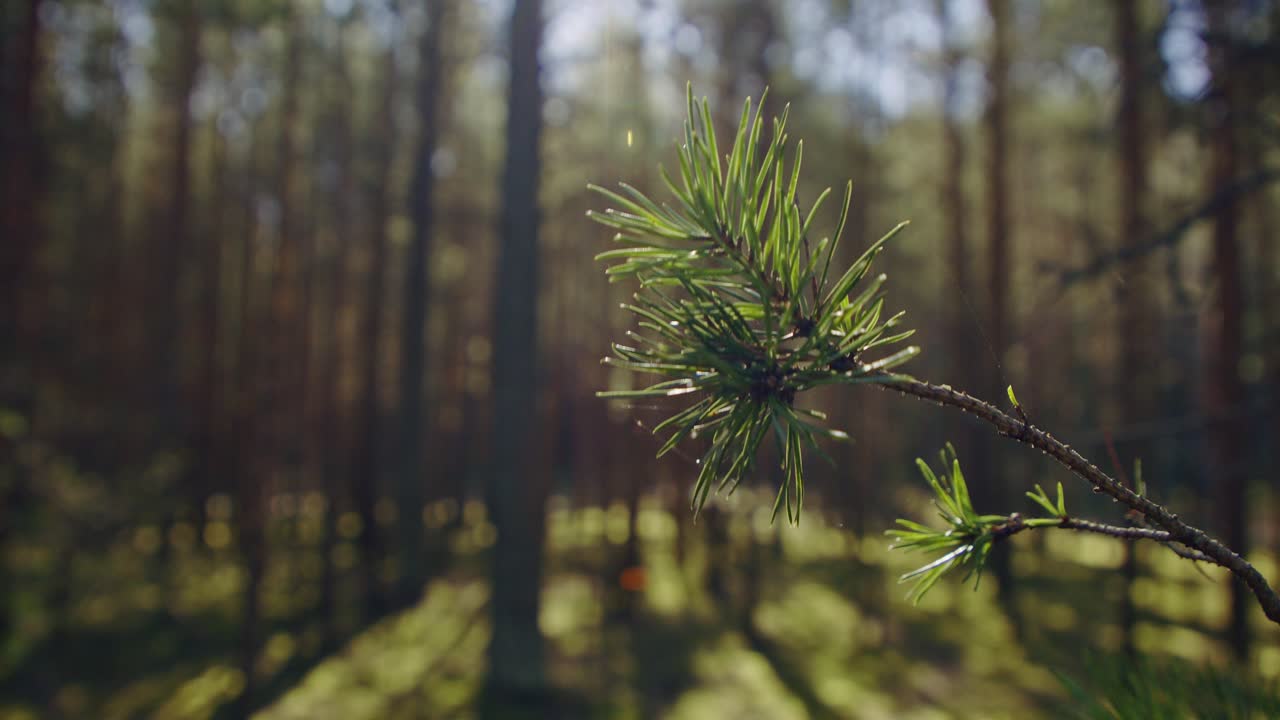 Close-up of vibrant green pine needles on a sunlit pine branch, capturing the essence of a warm summer day in the pristine outdoors