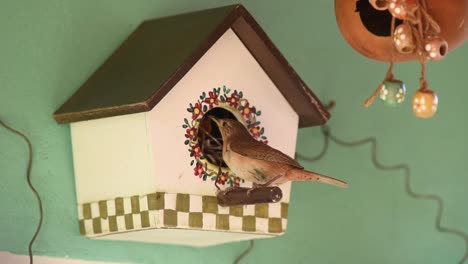 southern house wren bird (troglodytes musculus), feeding its chicks with small insects in an artificial nest box