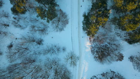 snowy forest path between trees at winter, slight sunlight, top down aerial view