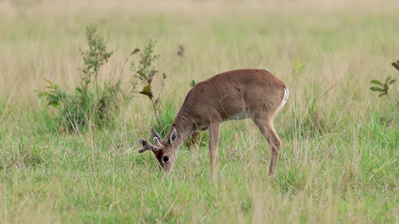 Pampas deer grazing freely in the wild in the Pantanal