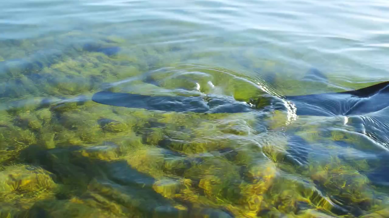 Close-up motion of glossy kayak paddle blade contacting clear shallow water, creating ripples, small waves, surface tension arcs, and shimmering reflections above dense green aquatic vegetation
