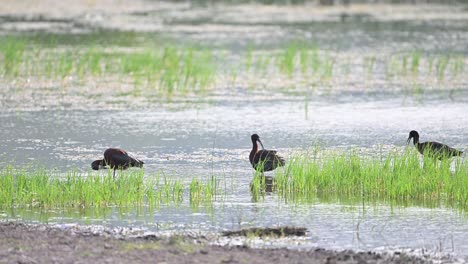 Glossy-Ibis-In-Natural-Habitat