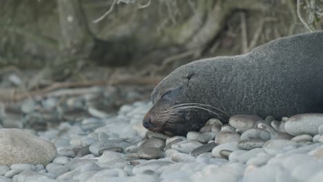 close up of fur seal resting on rocks beach in new zealand arctocephalinae otariidae