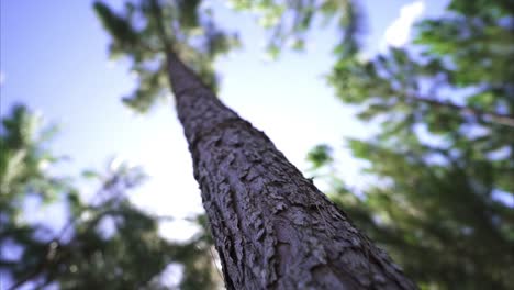 Detail of a pine tree trunk