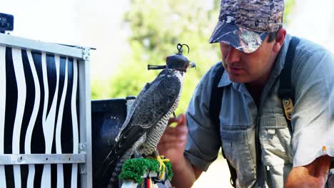 Male-falconer-stroking-hooded-falcon