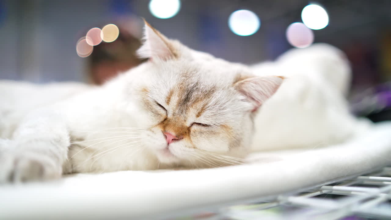 Scottish fold cat sleeping on sofa