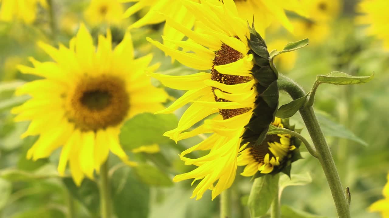노란색 꽃잎과 갈색 중심이 있는 활짝 핀 해바라기의 옆모습