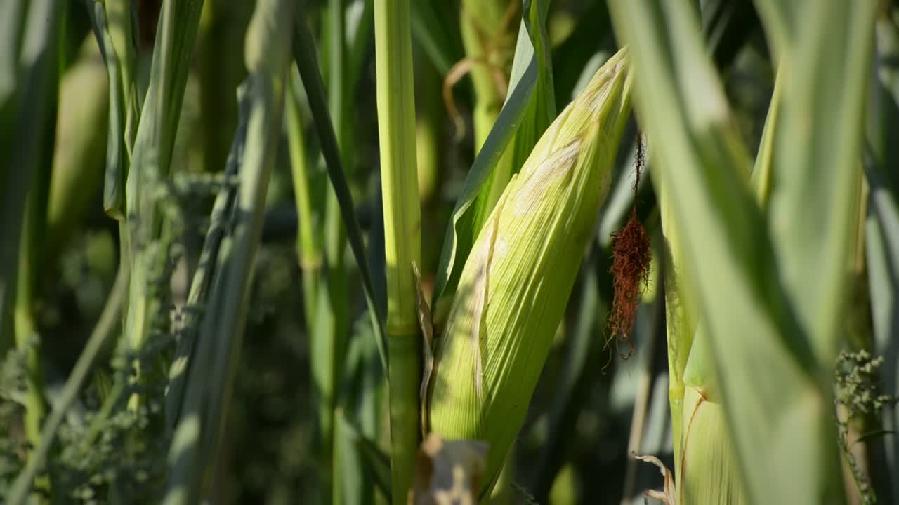 toma detallada de una mazorca de maíz verde colgando de una planta a la luz del sol dorada