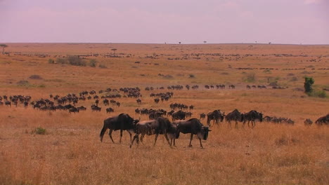 a large herd of wildebeest moves across a plain