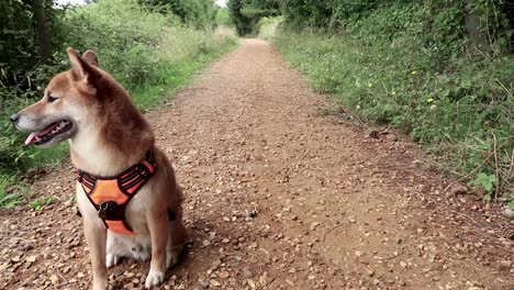 a shiba inu dog waiting on a country path