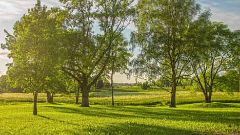 beautiful grassfields lying under colorful yellow sky during evening time in timelapse with cirrus clouds in motion over trees