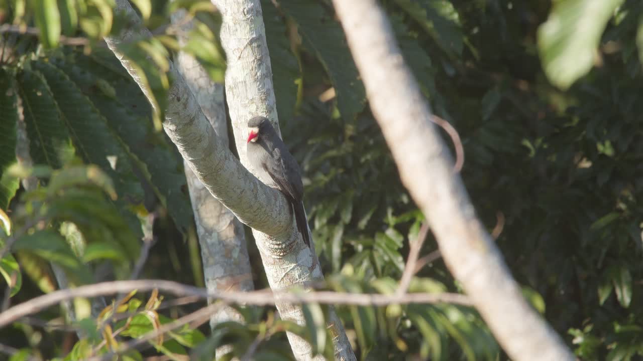 monja de frente blanca se sienta en las ramas mirando alrededor de la selva tropical del perú