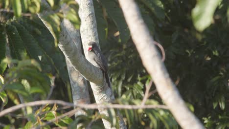 White-fronted-nunbird-sits-in-the-branches-looking-around-the-rainforest-of-Peru