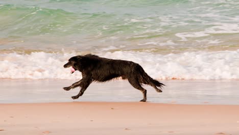 A long-haired dog runs energetically along a sandy beach near gentle ocean waves, captured in natural daylight with smooth lateral camera tracking and a lively, carefree mood