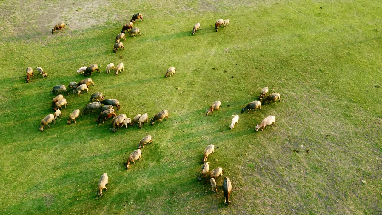Vista aerea con drone di una mandria di bufali d'acqua al pascolo in un prato