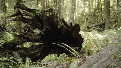 Tiro-De-Cardán-De-Enormes-árboles-De-Hoja-Perenne,-Un-Tronco-Caído-Y-Grandes-Helechos-En-La-Selva-Tropical-Del-Noroeste