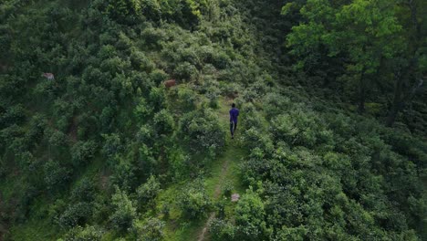 man alone trekking along green mountain ridge, khadimnagar national park