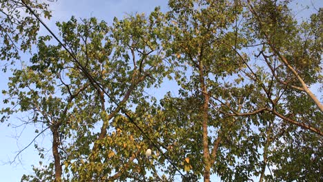 4K-Looking-Up-at-Trees-with-Beautiful-Trees-Blowing-in-Calm-Winds