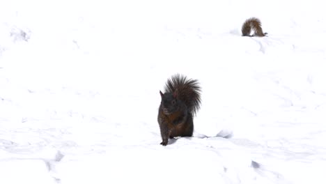 dark squirrel pose looks while bright squirrel looks under snow in backround